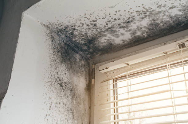 Affordable Basement Mold Removal solutions in Highland, NY